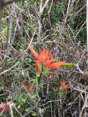 Castilleja pectinata