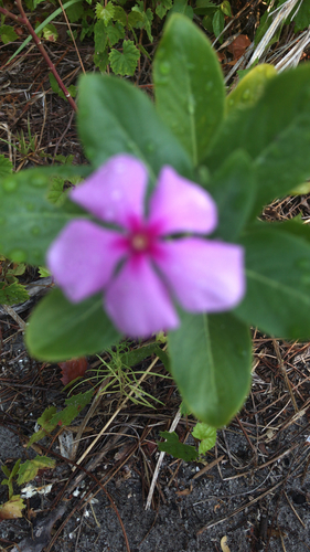 Catharanthus roseus image