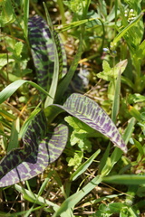 Dactylorhiza fuchsii fuchsii