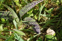 Dactylorhiza fuchsii fuchsii