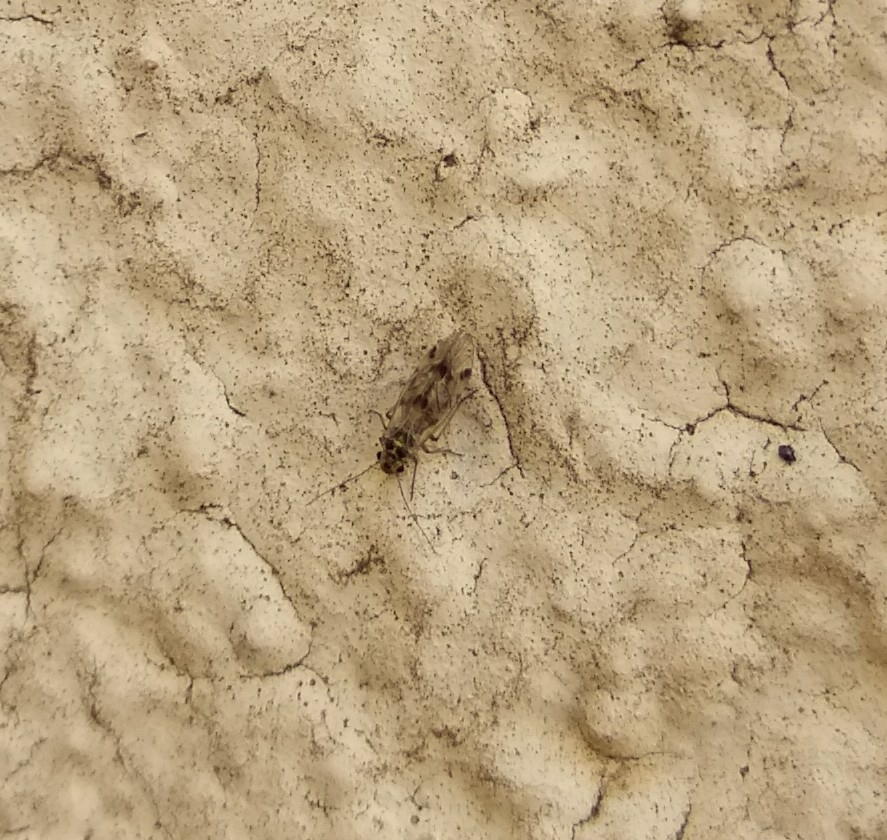 Psocus bipunctatus