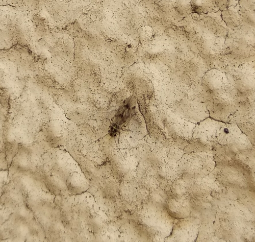 Psocus bipunctatus