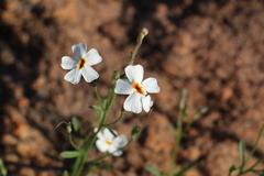 Jamesbrittenia integerrima