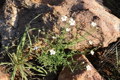 Jamesbrittenia integerrima