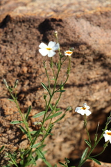 Jamesbrittenia integerrima