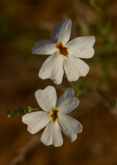 Jamesbrittenia integerrima