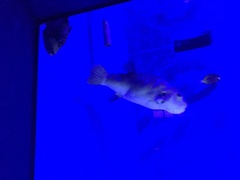 Acanthurus japonicus