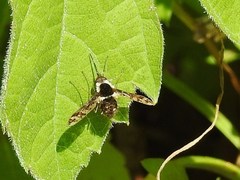 Bombylius pulchellus