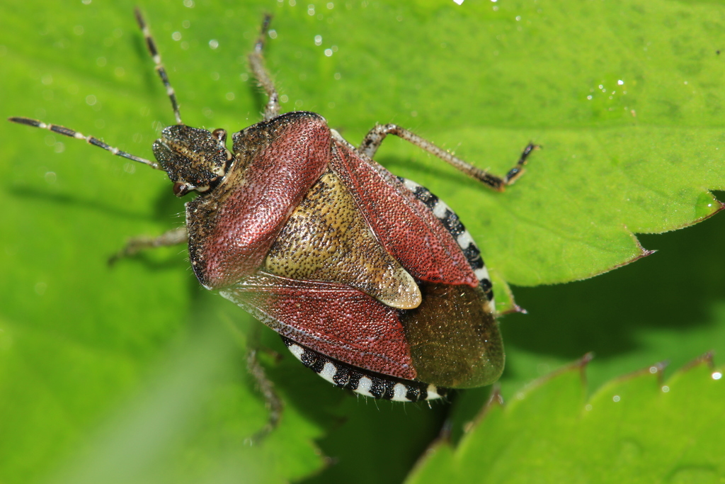 Dolycoris