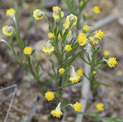Gilberta tenuifolia