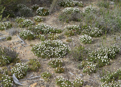 Borya constricta