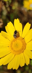 Trapezonotus ullrichi