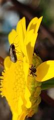 Trapezonotus ullrichi