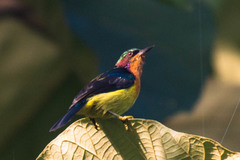 Chalcoparia singalensis