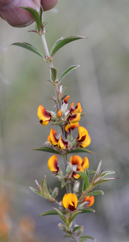 Boat-leaved Poison (Gastrolobium obovatum)