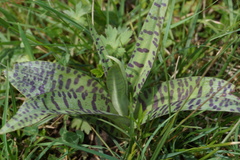 Dactylorhiza fuchsii fuchsii