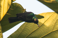 Chalcoparia singalensis