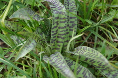 Dactylorhiza fuchsii fuchsii