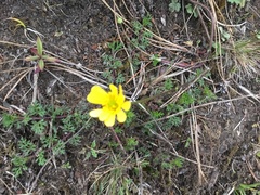 Ranunculus praemorsus