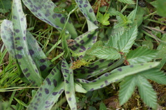 Dactylorhiza fuchsii fuchsii