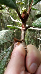 Psychotria macrochlamys image