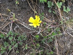 Ranunculus praemorsus