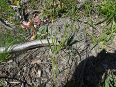 Lathyrus pannonicus varius