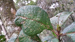 Psychotria macrochlamys image