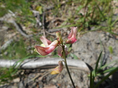 Lathyrus pannonicus varius
