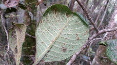 Psychotria macrochlamys image