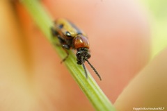 Crioceris paracenthesis