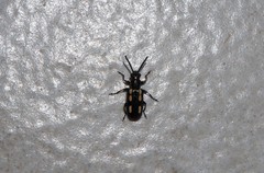 Crioceris macilenta