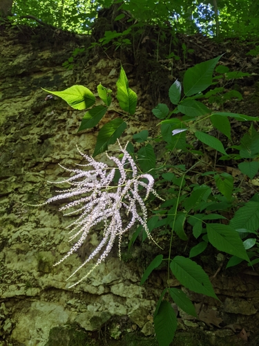 Aruncus dioicus iNat (2)