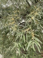 Elaeagnus angustifolia