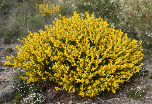 Acacia multispicata observed 2017-09-12