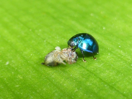 Steelblue Lady Beetle