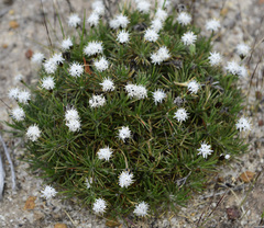 Borya constricta