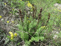Pedicularis rubens
