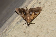 Nosophora semitritalis