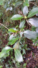 Coptosperma