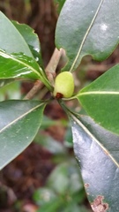 Coptosperma
