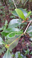 Coptosperma