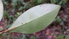 Coptosperma