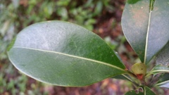 Coptosperma