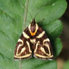 Hemerophila albertiana