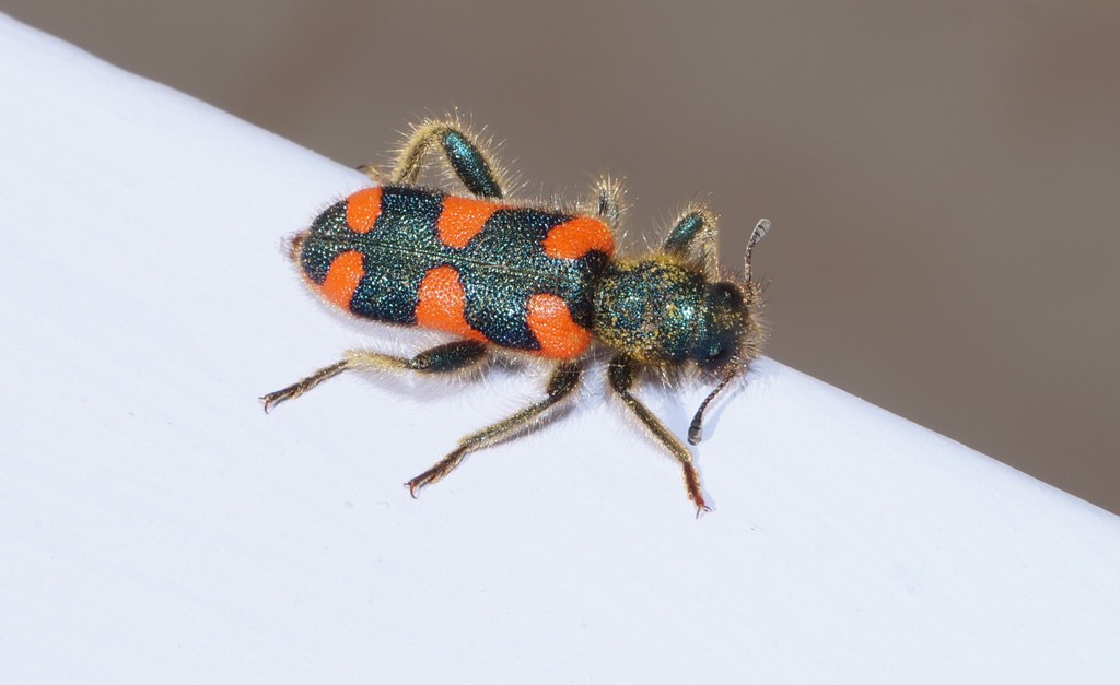 Punctated Hairy Checkered Beetle