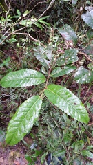Homalium