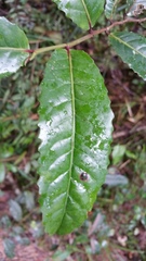 Homalium