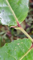 Homalium