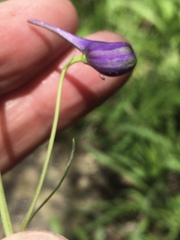 Delphinium treleasei